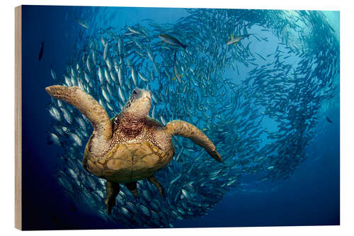 Wood print Green sea turtle before Bali