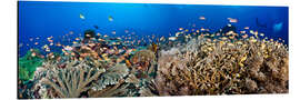 Aluminium print Coral reef off Bali