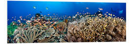 Foam board print Coral reef off Bali