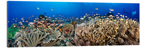 Gallery print Coral reef off Bali