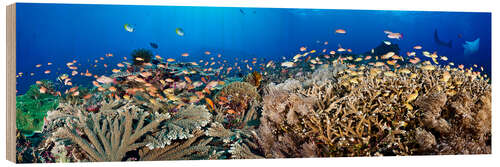 Quadro de madeira Coral reef off Bali