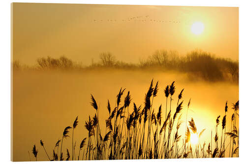 Acrylglas print Grasses at sunrise