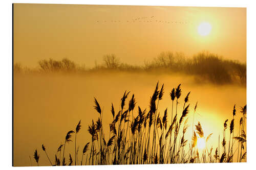 Alubild Goldene Gräser bei Sonnenaufgang