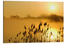 Aluminium print Grasses at sunrise