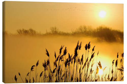 Leinwandbild Goldene Gräser bei Sonnenaufgang