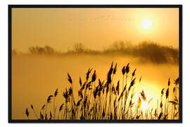 Gerahmter Kunstdruck Goldene Gräser bei Sonnenaufgang