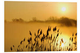 Foam board print Grasses at sunrise