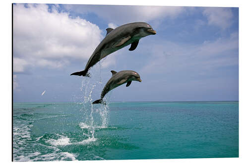 Aluminium print Bottlenose dolphins jumping