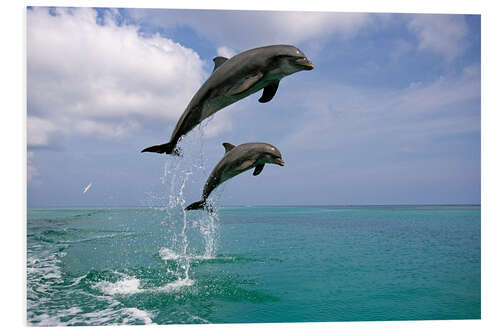 Foam board print Bottlenose dolphins jumping