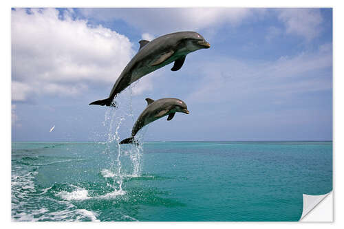 Vinilo para la pared Delfines nariz de botella saltando