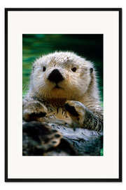 Gerahmter Kunstdruck Otter