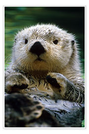 Poster  Otter - Harry M. Walker