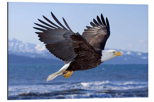 Aluminium print Flying Bald Eagle