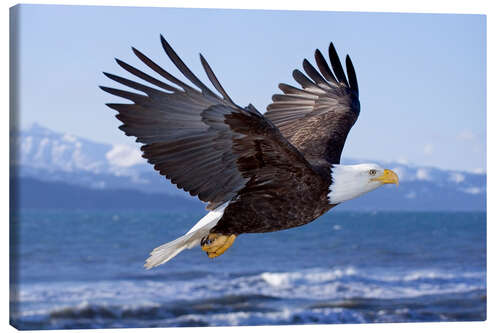 Canvas print Flying Bald Eagle