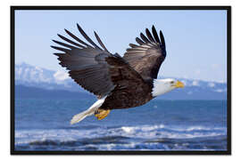 Gerahmter Kunstdruck Fliegender Weißkopfseeadler