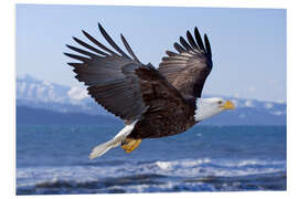 Foam board print Flying Bald Eagle