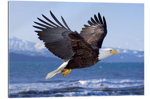 Gallery print Flying Bald Eagle