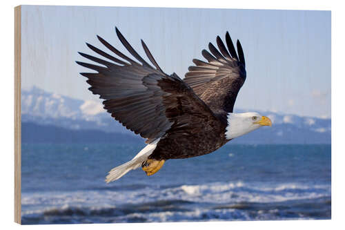 Wood print Flying Bald Eagle