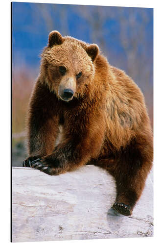 Aluminium print Brown Bear on a trunk