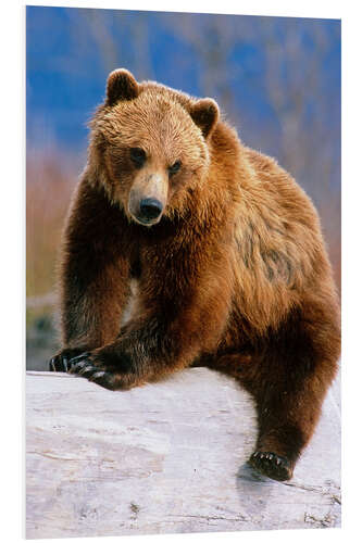 Foam board print Brown Bear on a trunk