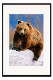 Gerahmter Kunstdruck Braunbär auf einem Stamm