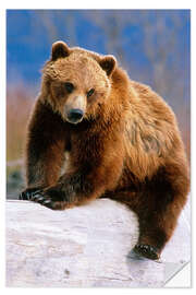 Naklejka na ścianę Brown Bear on a trunk