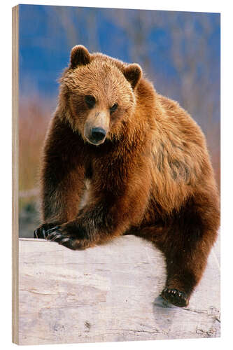 Puutaulu Brown Bear on a trunk