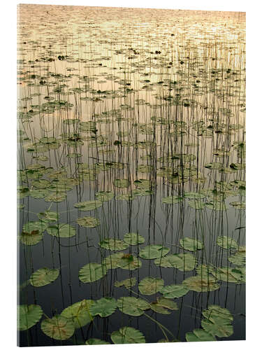 Acrylic print Water lilies on the Deadman Lake