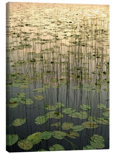 Canvas print Water lilies on the Deadman Lake