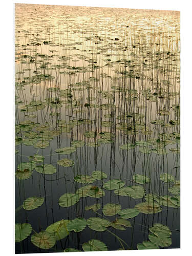 PVC-tavla Water lilies on the Deadman Lake