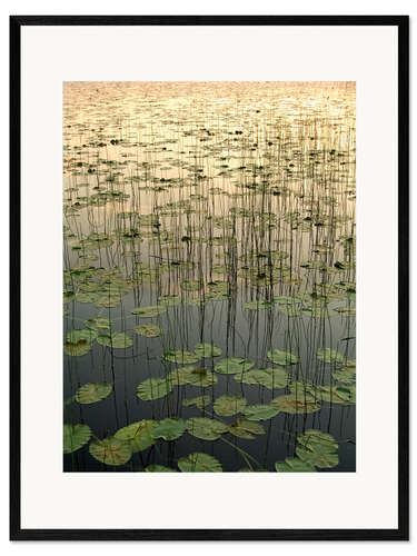 Impression artistique encadrée Nénuphars sur le lac Deadman