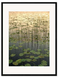 Gerahmter Kunstdruck Seerosen auf dem Deadman Lake