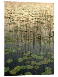 Gallery print Water lilies on the Deadman Lake