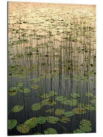 Magnettafel Seerosen auf dem Deadman Lake