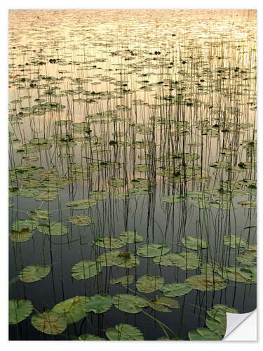 Sisustustarra Water lilies on the Deadman Lake