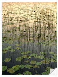 Sisustustarra Water lilies on the Deadman Lake