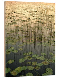 Puutaulu Water lilies on the Deadman Lake