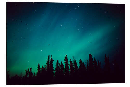 Aluminium print Northern Lights over a spruce forest