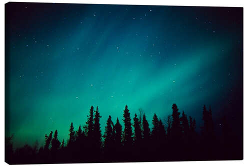 Canvas print Northern Lights over a spruce forest