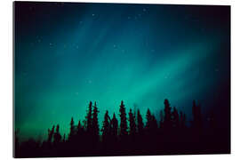 Gallery print Northern Lights over a spruce forest