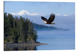 Aluminiumtavla Bald Eagle in flight