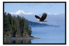 Gerahmter Kunstdruck Weißkopfseeadler im Flug