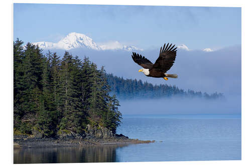 Foam board print Bald Eagle in flight