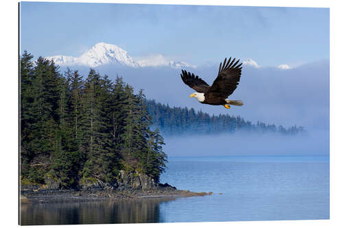 Gallery print Bald Eagle in flight