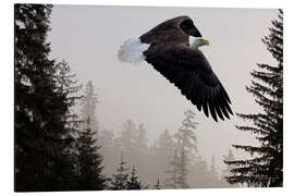 Aluminium print Bald Eagle in the Mist