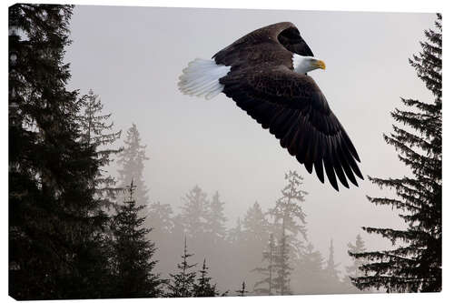 Leinwandbild Weißkopfseeadler im Nebel 