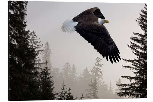 Gallery print Bald Eagle in the Mist