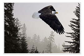 Veggbilde  Bald Eagle in the Mist - John Hyde