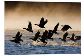 Foam board print Geese on a misty morning