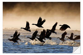 Adesivo murale Geese on a misty morning